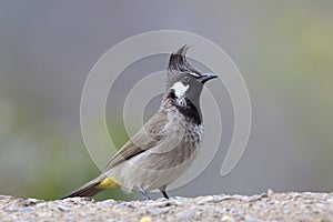 Himalyan bulbul