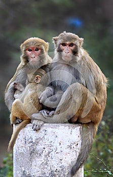 Himalyan monkeys