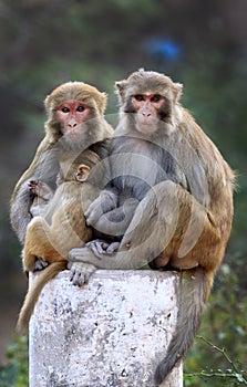 Himalyan monkeys photo