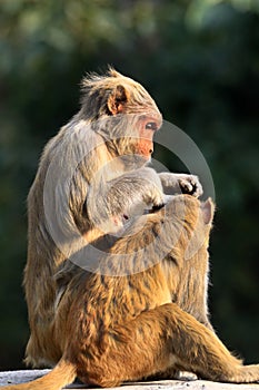 Himalyan monkeys photo