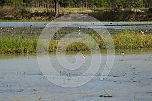 Himan topus himantopus bird wading in the water looking for food.