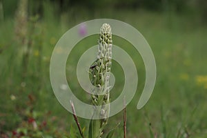 Himantoglossum hircinum, the lizard orchid