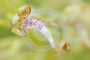 Himantoglossum hircinum, Lizard Orchid, detail of bloom wild plants, Jena, Germany. Nature in Europe.