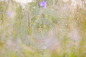 Himantoglossum hircinum, Lizard Orchid, detail of bloom wild plants, Jena, Germany. Nature in Europe. Rare plant hidden in foggy w