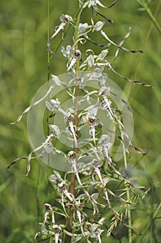 Himantoglossum hircinum, the lizard orchid, is a species of orchid in the genus Himantoglossum found in Europe and North Africa