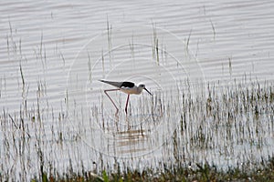 Himantopus himantopus fishing in DoÃ±ana