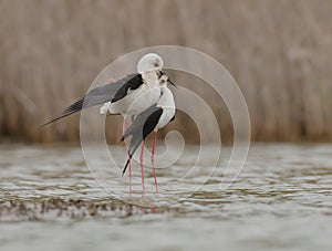 Himantopus himantopus photo