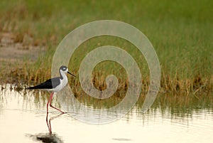 Himantopus mexicanus