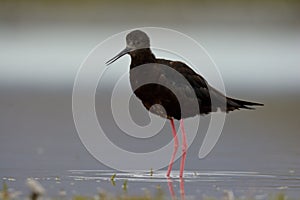 Himantopus novaezelandiae - Black stilt - kaki near lake Tekapo