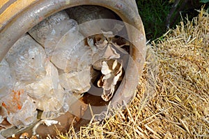 Himarayahiratake or sajor-caju mushroom