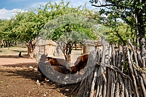 Himba village with traditional hut near Etosha National Park in Namibia