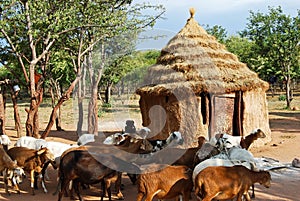 Himba village with traditional hut near Etosha National Park in Namibia
