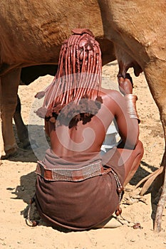 Himba woman is milking a cow