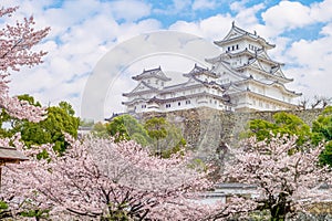 Himeji castle with cherry blossom