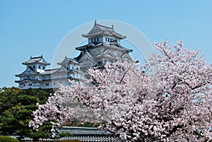 Himeji Castle during cherry blossom