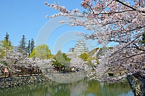 Himeji castle and cherry blossoms