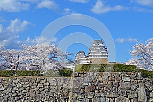 Himeji castle and cherry trees