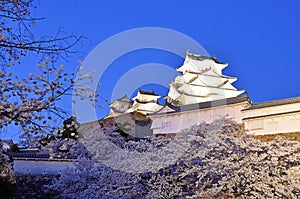 Himeji castle and cherry trees