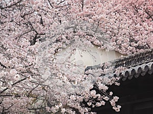 Himeji Castle during the Sakura bloom season, Japan