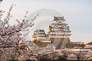 Himeji Castle in sunset time with cherry blossoms. Hyogo, Japan.