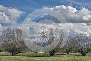 Himmelgeister Rheinbogen Nature Reserve at Rhine River in Duesseldorf Germany