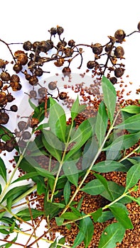 Hina or lawsonia inermis fruits