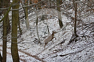 Hind Deer pozorování hluboko v lese během mlhavého počasí v zimě