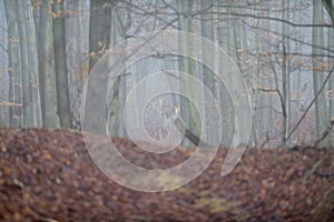 Hind jeleň pozorovanie hlboko v lese počas hmlistého počasia v zime