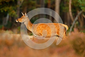 Hind doe of red deer, rutting season, Hoge Veluwe. Deer stag, bellow majestic powerful adult animal outside wood, animal in forest