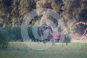 Hind and fawn walking in forest