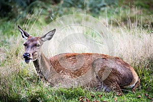 Hind or the female red deer in the wild