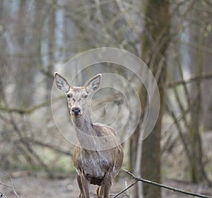 Hind in forest