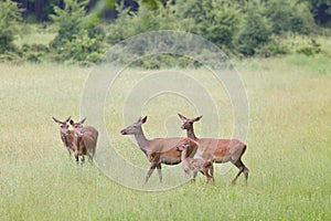 Hind herd with fawn