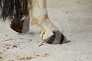 Hind hoofs of resting horse which are greased