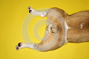 Hind legs of English Bulldog.