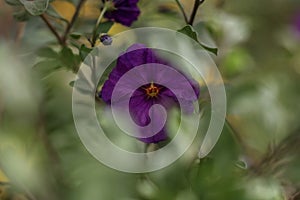 Hind\'s Nightshade . Blurred foreground . Frontal view . Closeup