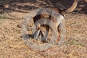 Hind shot of a Stray Dog eating flesh of dead animal in the straw