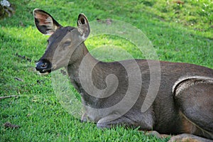 Hind - Thimphu - Bhutan photo