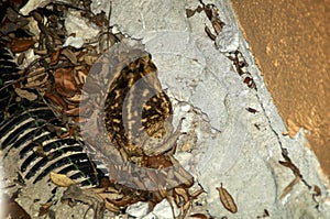 Hind view of large poisonous cane toad bufo marinus