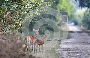 Hind with young deer