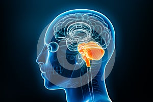 Hindbrain or lower brain or rhombencephalon with medulla, pons and cerebellum xray 3D rendering illustration. Human body anatomy,