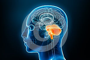 Hindbrain or lower brain or rhombencephalon with medulla, pons and cerebellum xray 3D rendering illustration. Human body anatomy, photo