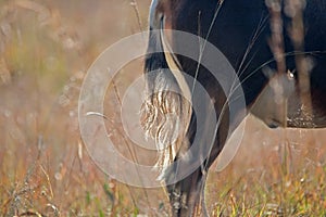 HINDQUARTERS OF BLESBUCK