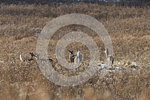 Hinds and fawns white tailed deer