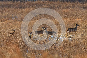 Hinds and fawns white tailed deer