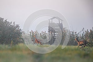 Hinds running on meadow on fog