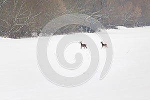 Hinds on snow