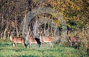 Hinds standing on meadow in forest