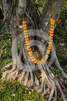 Hindu Holy tree