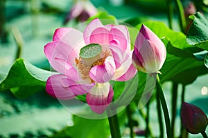 The hindu lotus seedpod and buds photo